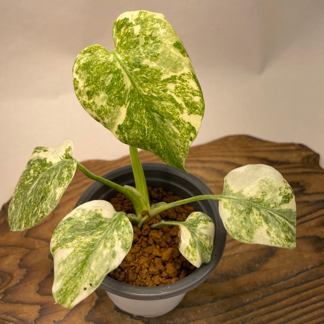 ク*ア様 L040モンステラ　デリシオーサ　レガシー　斑入り 園芸ネット本店｜モンステラ：デリシオーサ レガシー 5号25-02 の通販