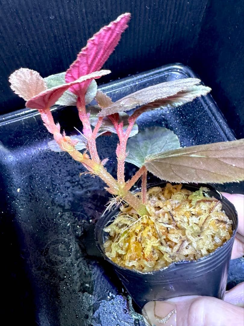 希少❣️Begonia sp. temuyuk ベゴニア テムユク 卵葉 特選株