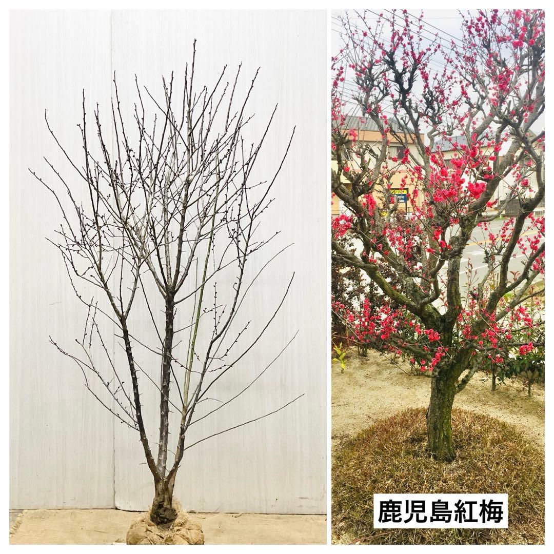 鹿児島紅梅　　梅　/ 37 ウメ 鹿児島紅梅 花梅 緋梅系 苗 通販 苗木部 By 花ひろばオンライン