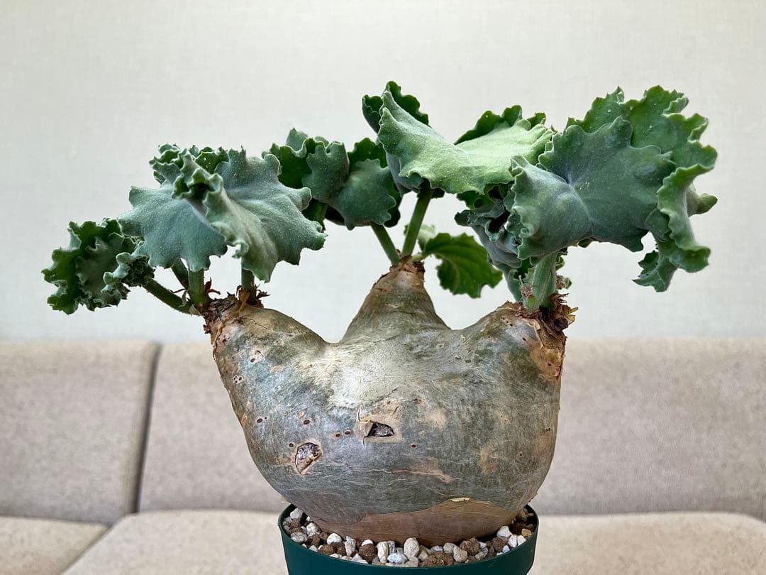 キフォステンマ マクロプス へん平 キフォステンマ マクロプス | GREEN LUCK