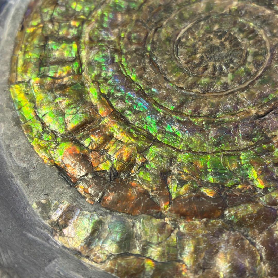 虹色アンモナイト 化石 イングランド・サマセット 産