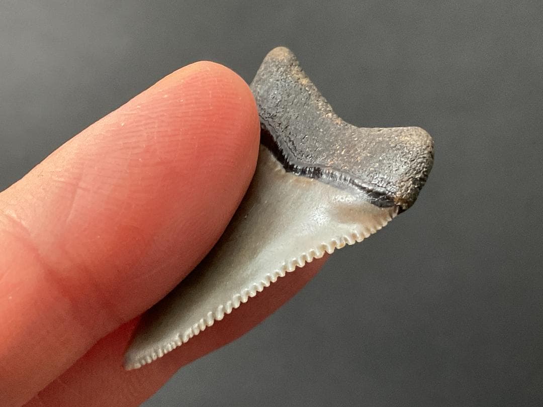 ホホジロザメの歯 [GR229] 化石 希少 レアホホジロザメの歯 [GR229