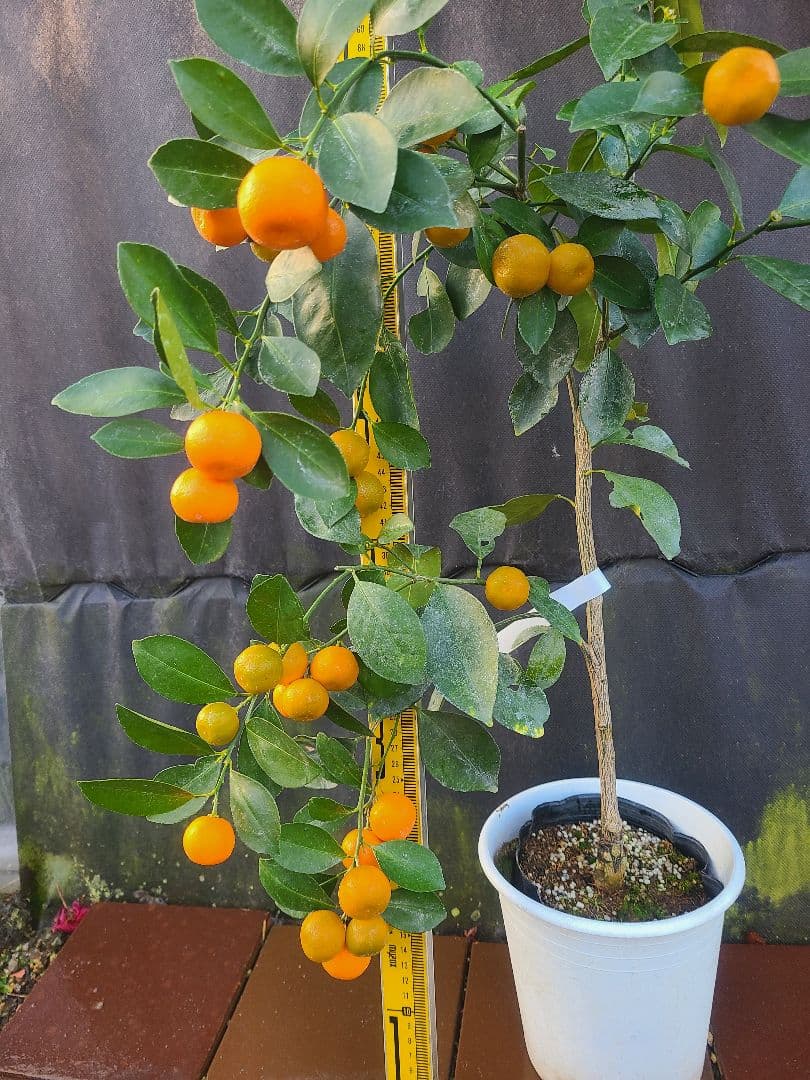 ①タチバナ（橘）実付き大株 6号鉢 接木3年生苗日本固有柑橘・耐寒性◎ 現品発送 みかん 苗木 【 橘 （たちばな）】 1年生 接ぎ木苗 : 苗木の専門店