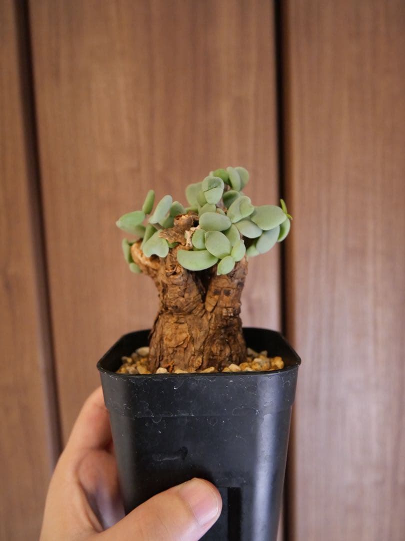 ケラリア　ピグマエア　現地株　発根済 ケラリアピグマエア 現地株 発根済 b5 | HANDS PLANTS