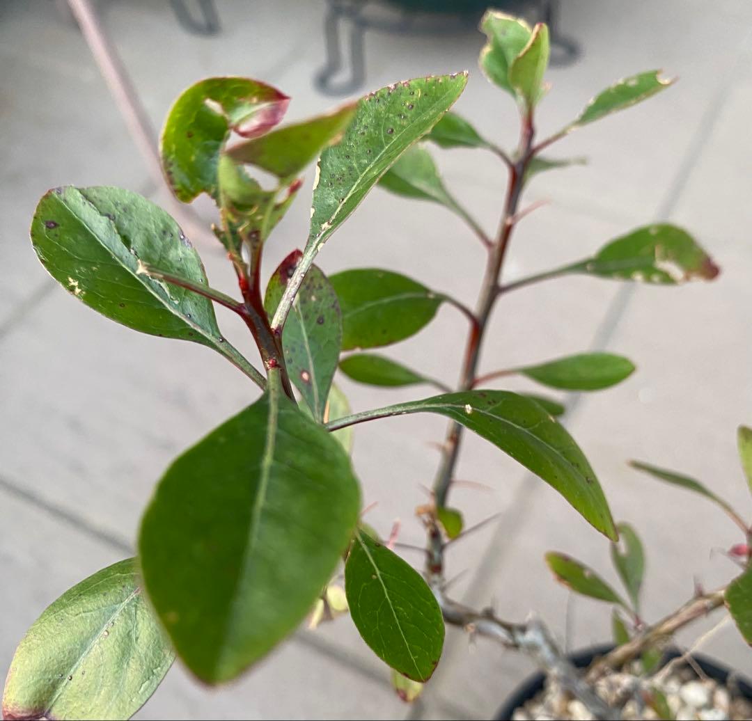 妖*屋様 妖塊屋様 フォークイエリア ハイブリッド プルプシー