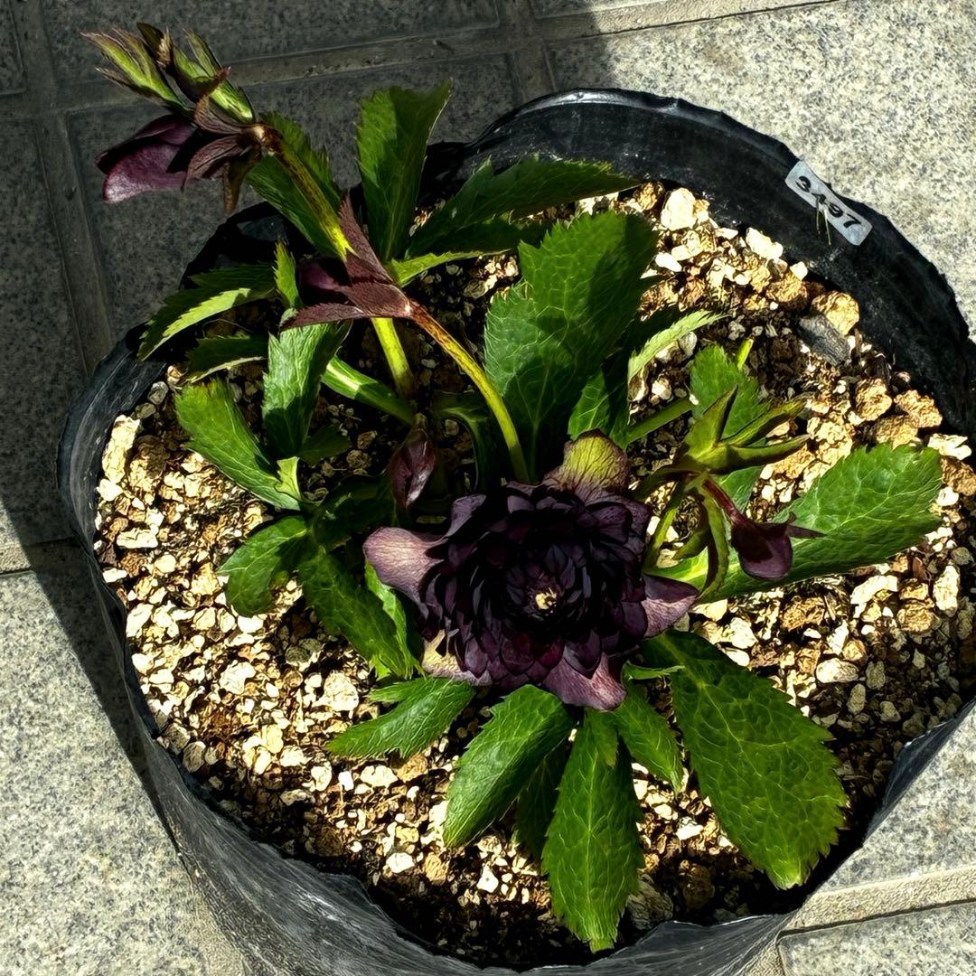 m*i様 3497☘️たくさん蕾花付き☘️２年間保管☘️⭐️ダーク⭐️超多弁⭐️