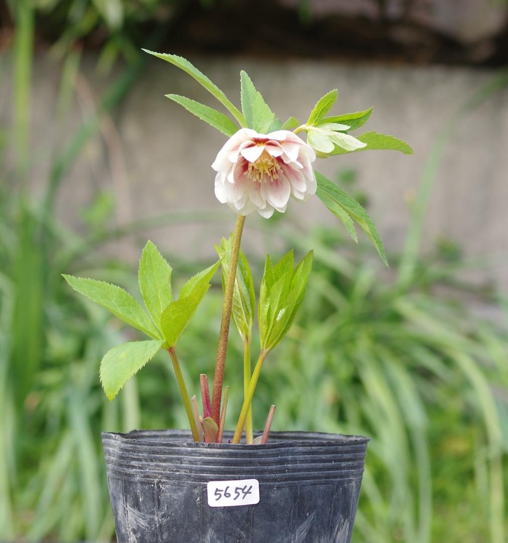 5654 認定プリマヴェーラゴールド クリスマスローズ開花 加藤農園