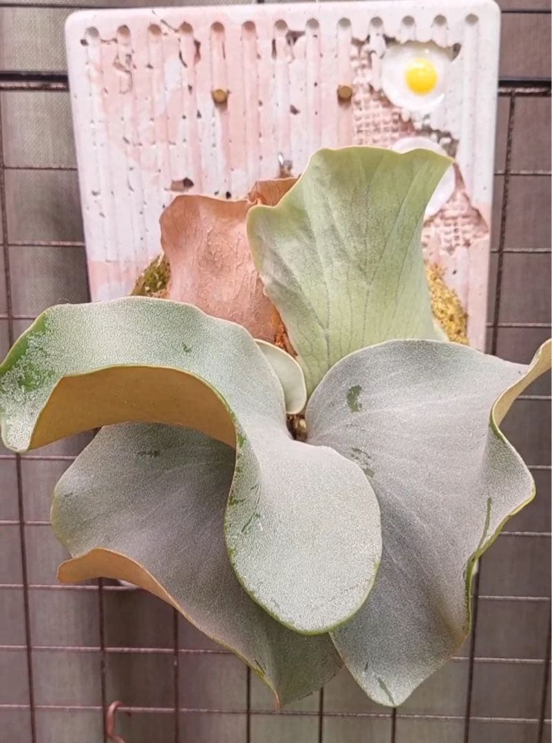 P.Pink Princess sporelingピンクプリンセス　スポア株 P.Pink Princess sporelingピンクプリンセス スポア株