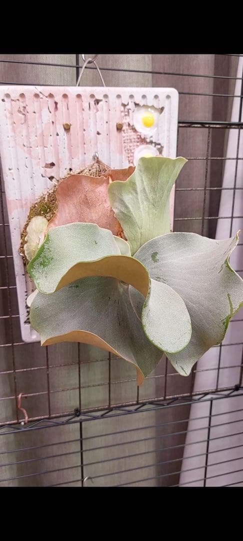 P.Pink Princess sporelingピンクプリンセス スポア株