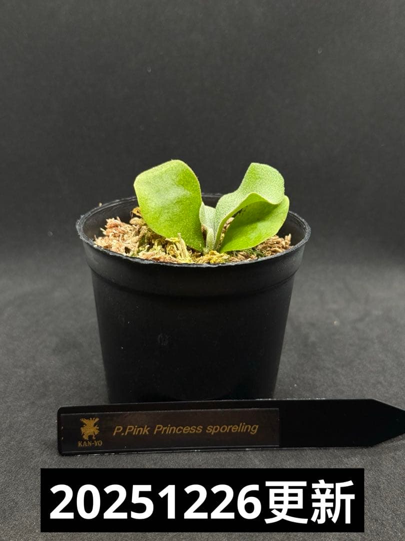 P.Pink Princess sporelingピンクプリンセス スポア株