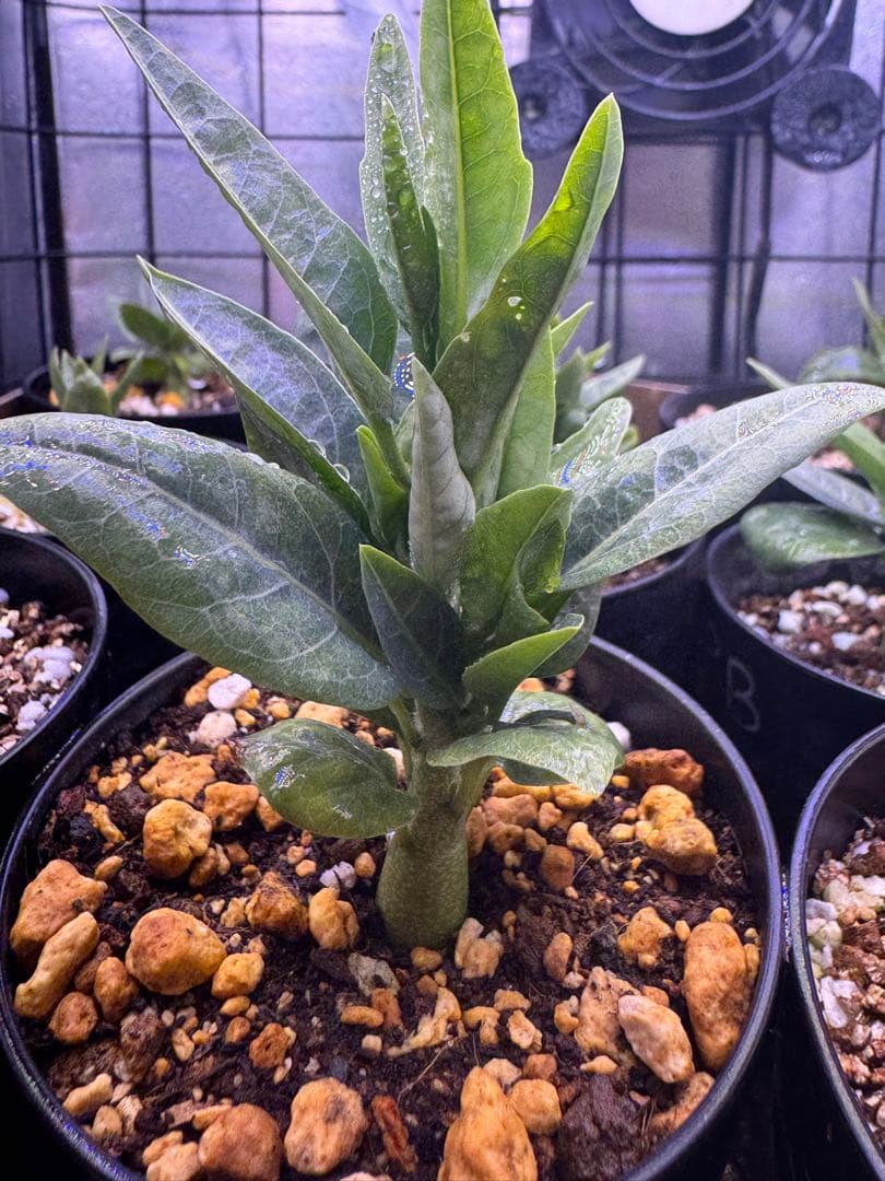 アデニアペチュエリー 塊根植物 観葉植物 実生 ペチュエリー実生 早めにガッツリ剪定した株。いつのまにかうちの実生