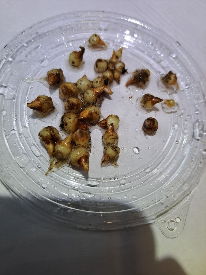 t*o様 山野草　アマギテンナンショウ　実生 10球 t*o様 山野草 アマギテンナンショウ 実生 10球 m*o様 山野草 アマギ