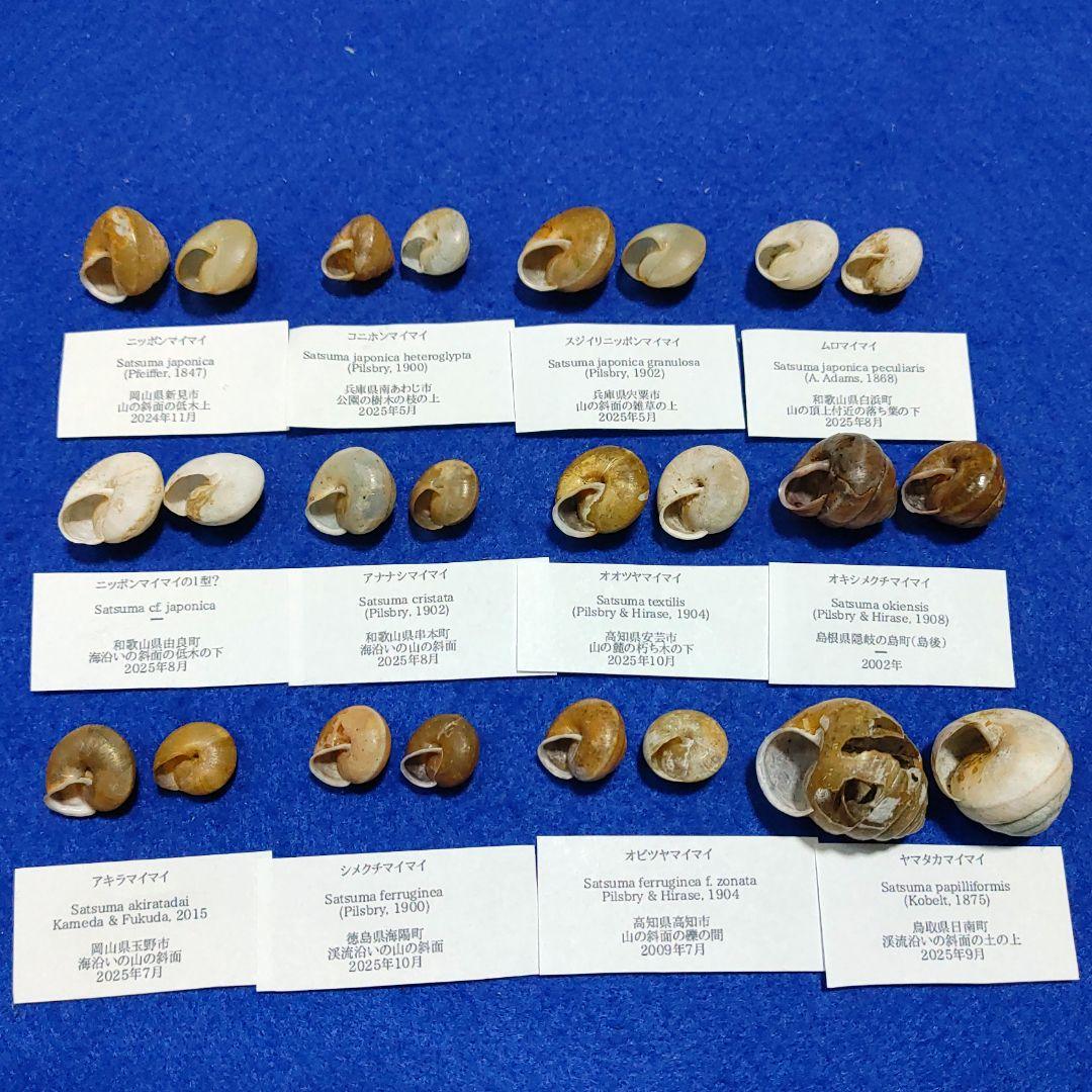 ニッポンマイマイ カタツムリ マイマイ 貝殻 標本