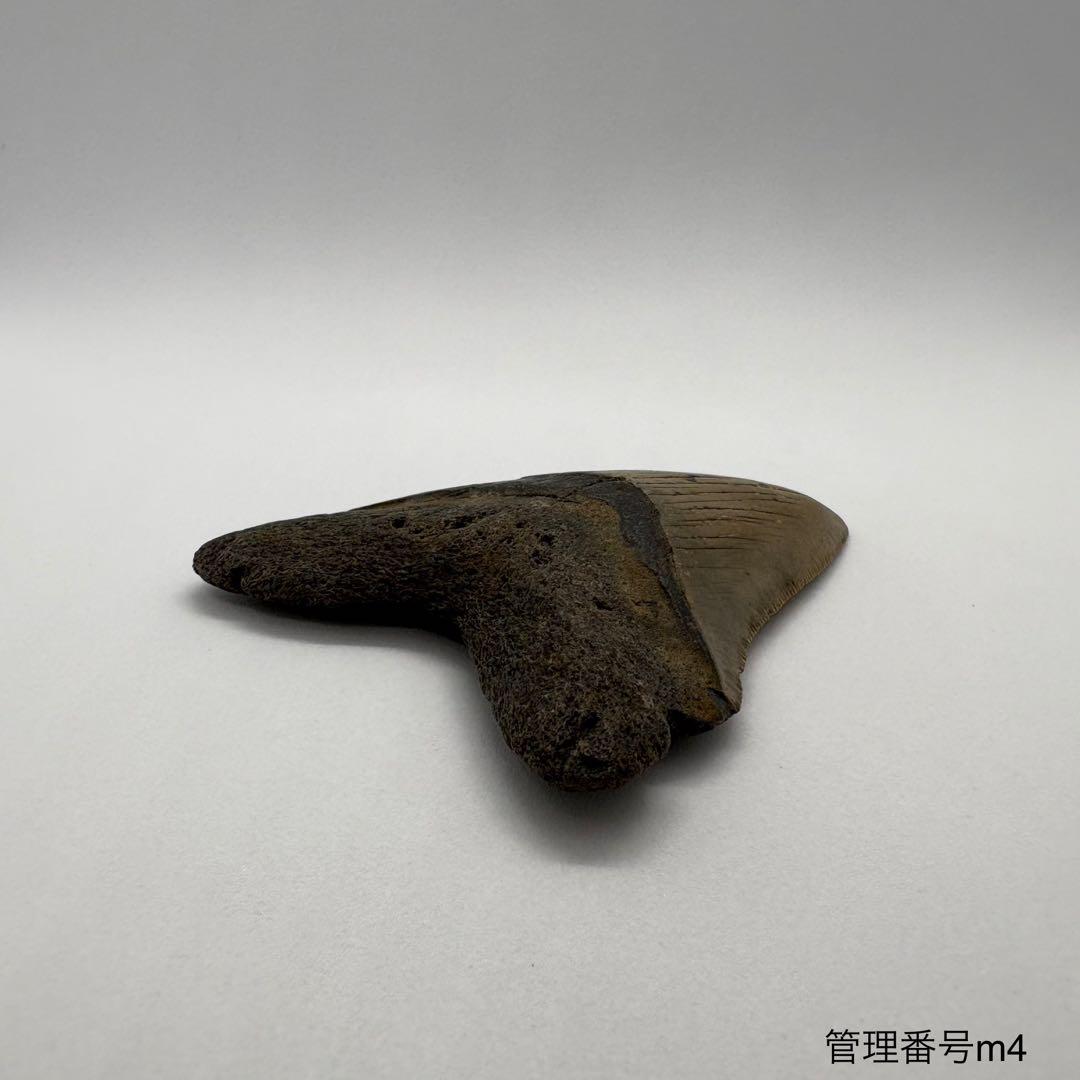 本物　メガロドンの歯　化石　サメ　7.7cm アメリカ合衆国