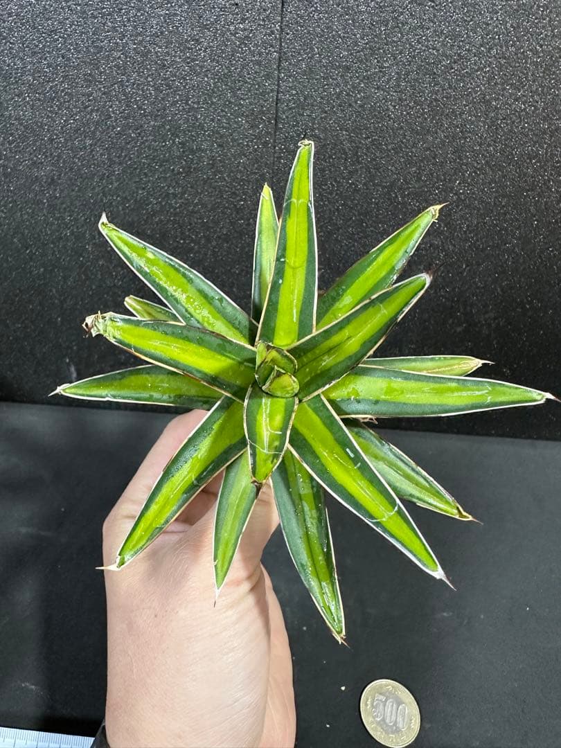 アガベ 笹の雪 黄中斑 子株付き⭐︎】黄金山 - メルカリ