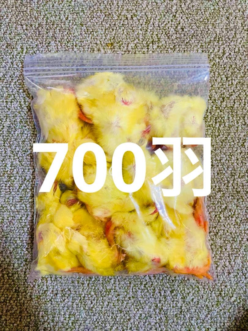 【リピート購入で＋10羽】 送料無料 国産 新鮮安全 冷凍ひよこ 700羽 リピート購入で＋10羽】 送料無料 国産 新鮮安全 冷凍ひよこ 400羽