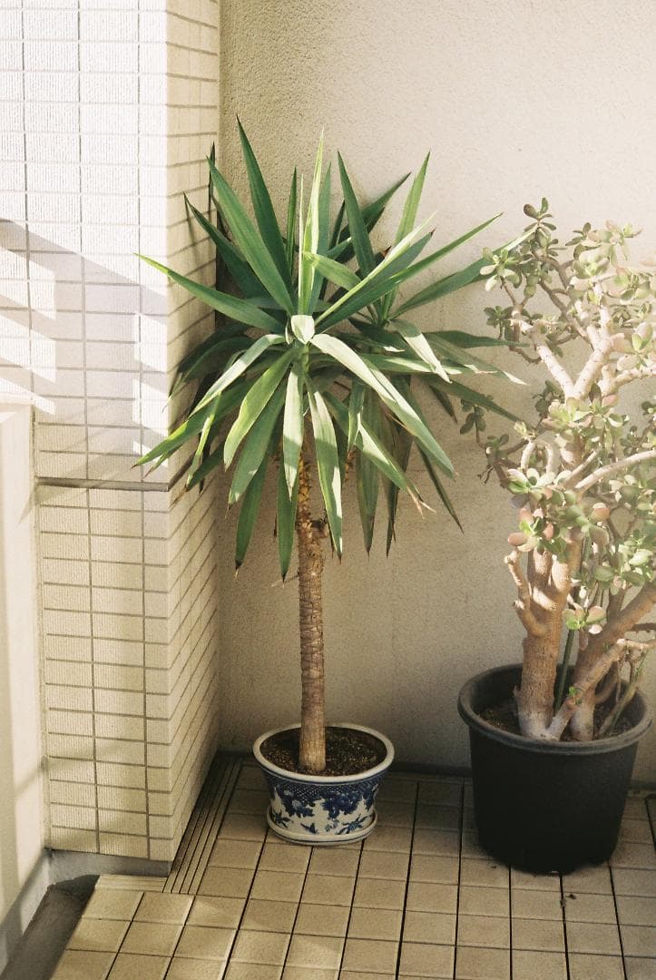 分解整備清掃済 美品 Yashica Electro 35 GS www.cosaga.com