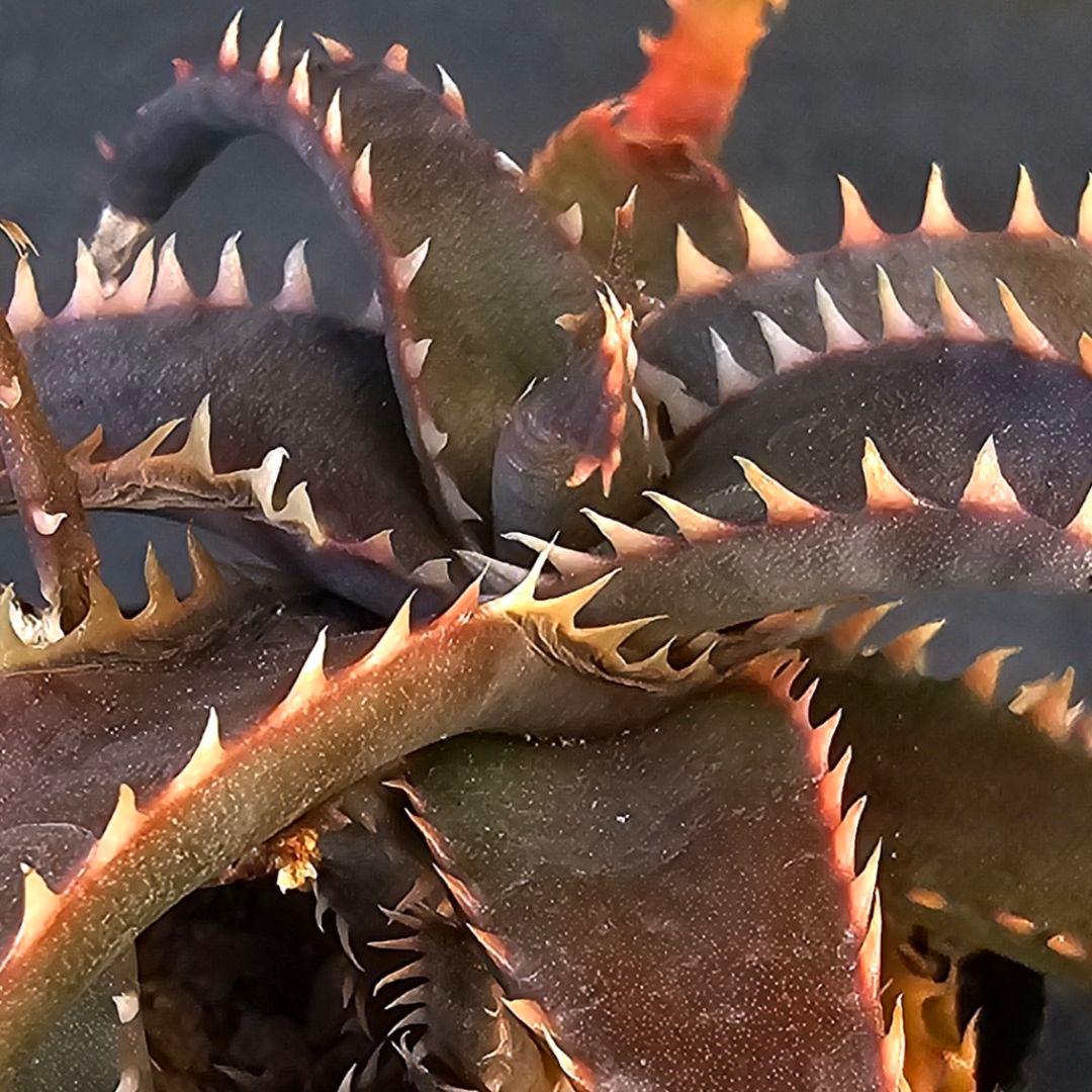 blackspine様 リクエスト 3点 まとめ商品 SABOTEN S(Mat black) – 52 BY HIKARUMATSUMURA