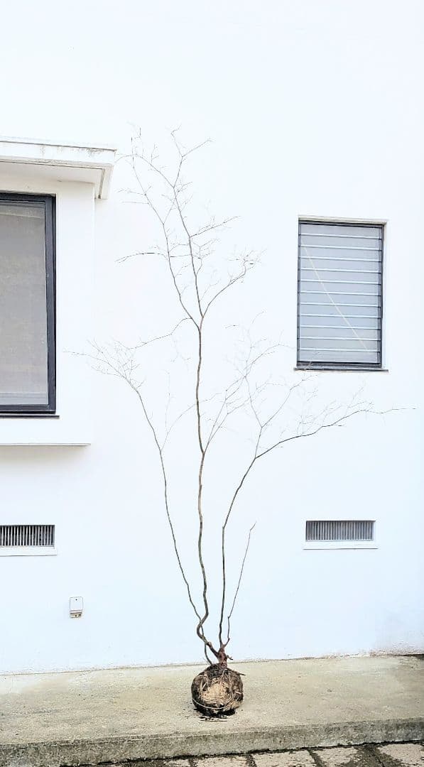 HIME_01_17さま。。山採りコハウチワカエデ。