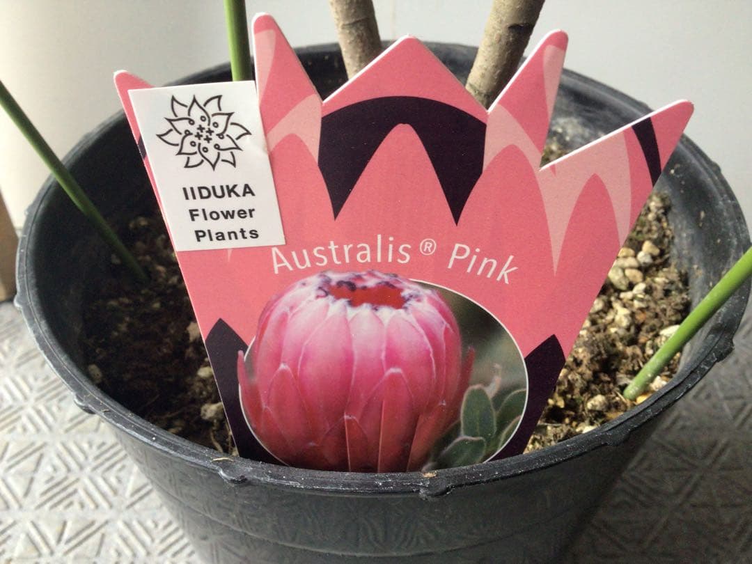 お花が咲いて来たのでプライス販売。希少品種のプロテア・オーストラリスピンク3輪咲