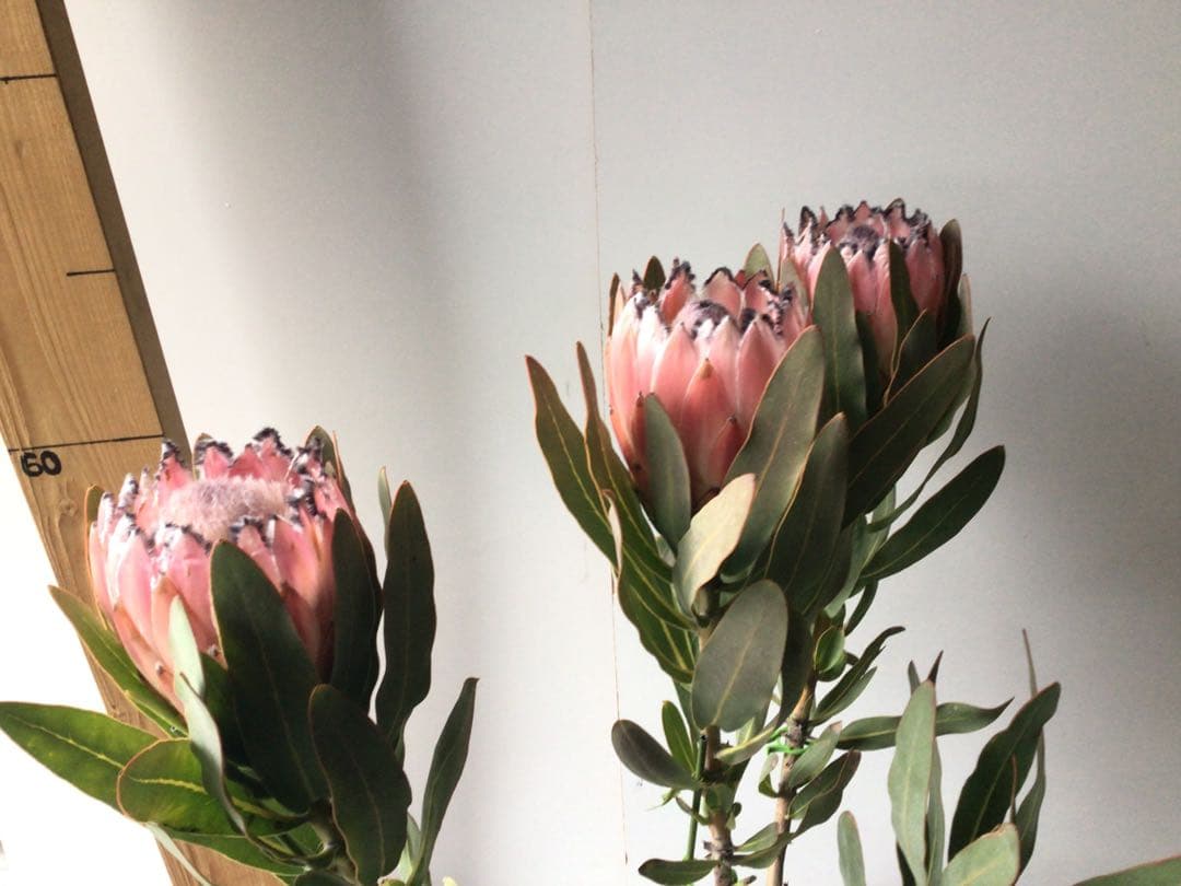 お花が咲いて来たのでプライス販売。希少品種のプロテア・オーストラリスピンク3輪咲