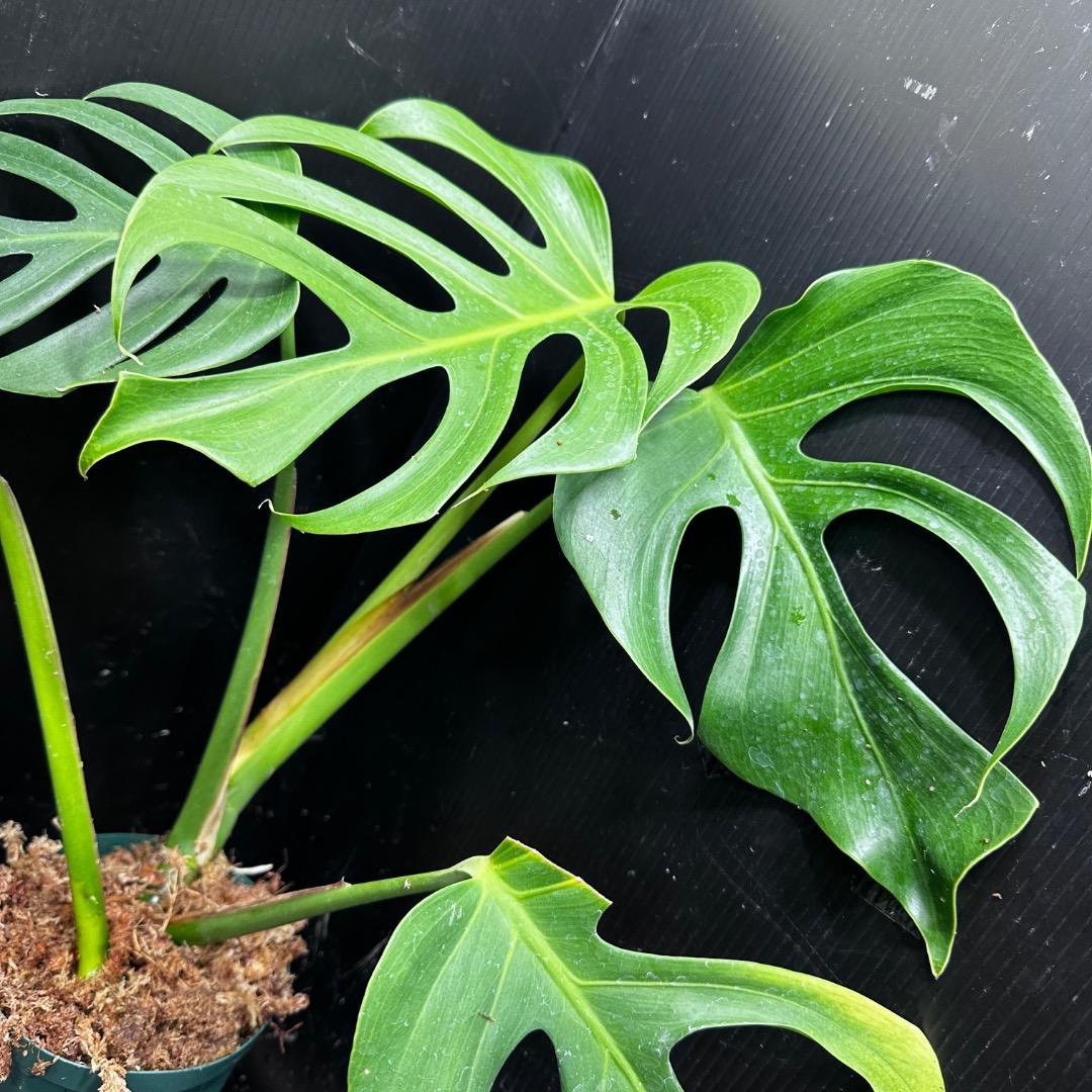 モンステラデリシオーサシエラナオアハカ増殖株大株美葉個体50㎝