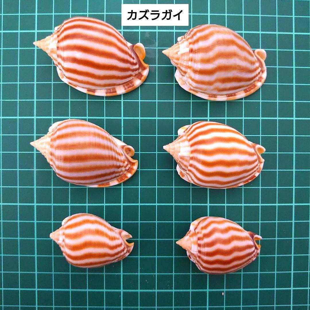 美品厳選‼️貝殻まとめ売り 20種類以上 サイズ大小さまざま 合計83個