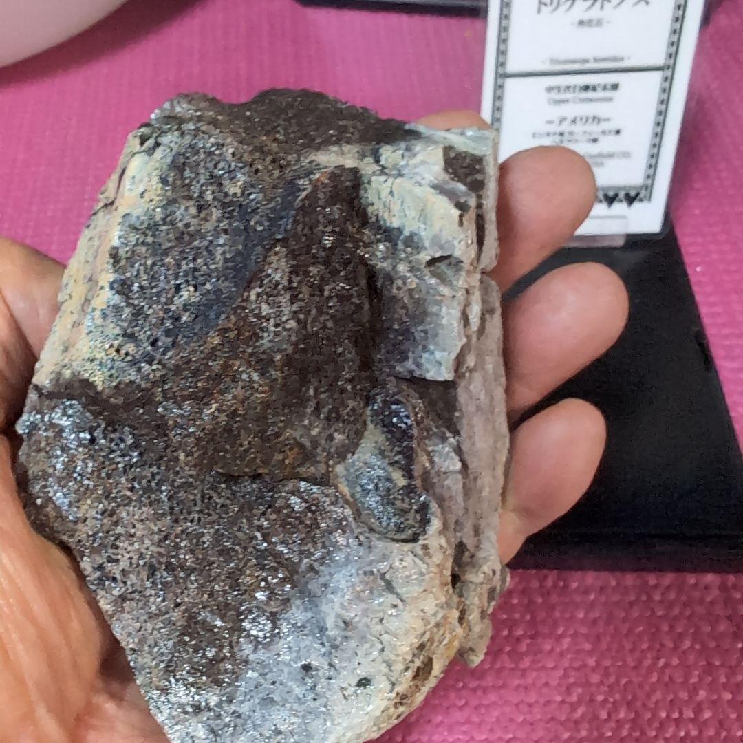 本物 トリケラトプス 特大角化石の一部 ラベル付き 485グラム - メルカリ