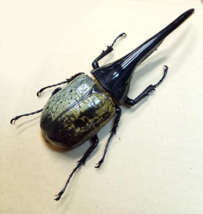 ヘラクレスオオカブト ヘラクレスオオカブト♂150mm～+♀セット N022-YD0253 - 宮崎県延岡市