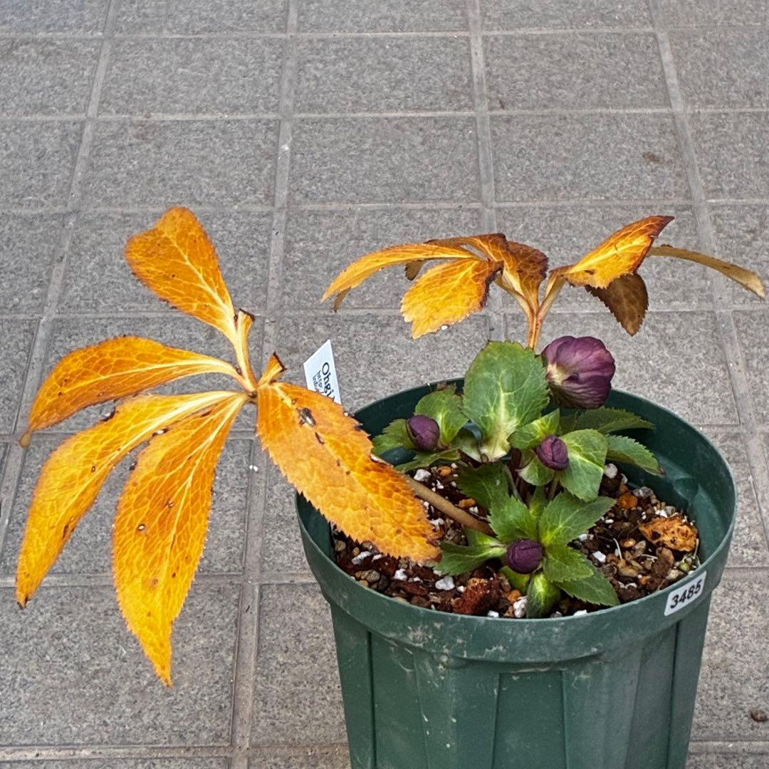 タ*ン様 3485☘️蕾花タグ付☘️極上☘️SD⭐️ダークミスティーク⭐️超小〜