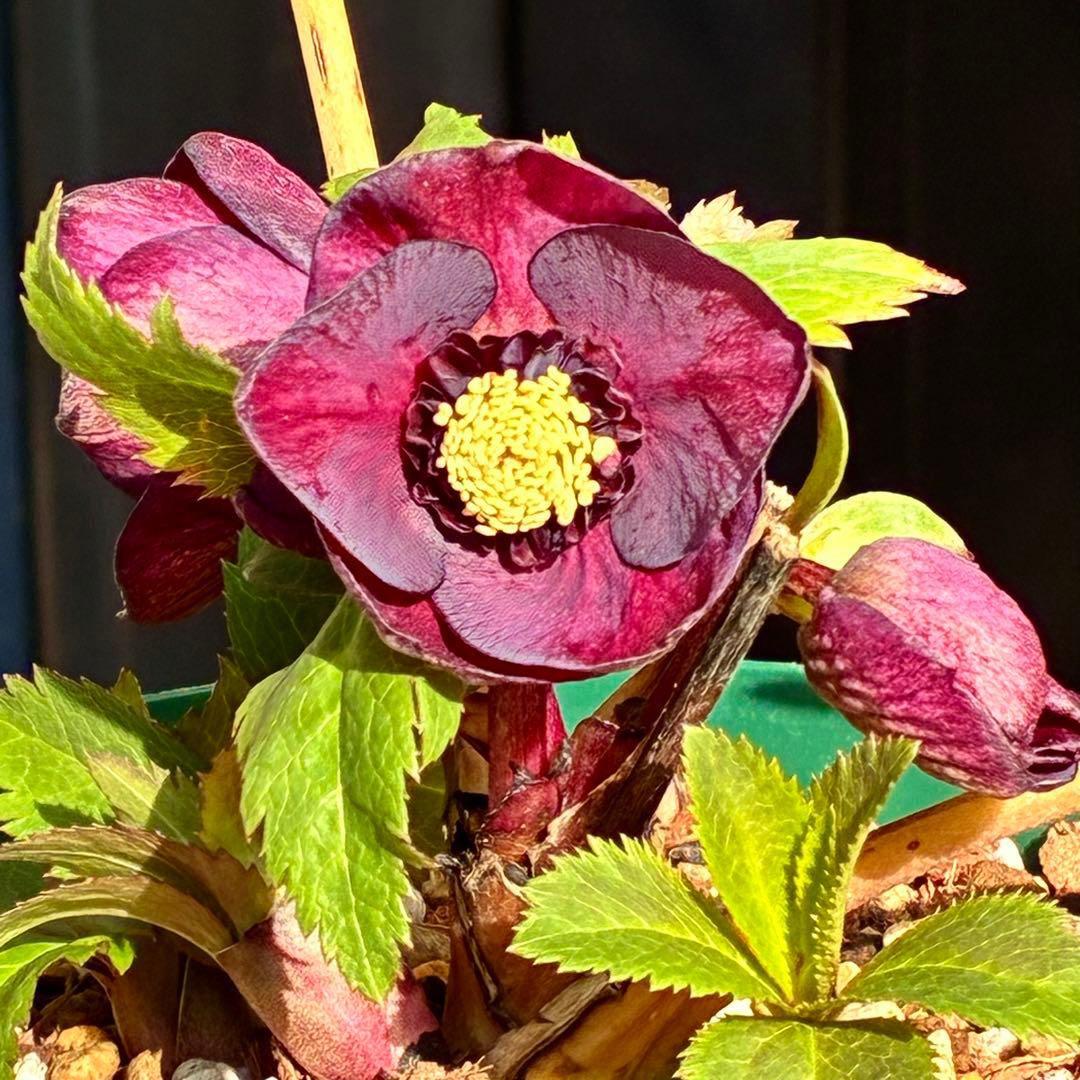 タ*ン様 3485☘️蕾花タグ付☘️極上☘️SD⭐️ダークミスティーク⭐️超小〜