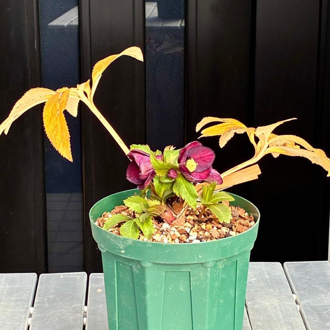 タ*ン様 3485☘️蕾花タグ付☘️極上☘️SD⭐️ダークミスティーク⭐️超小〜