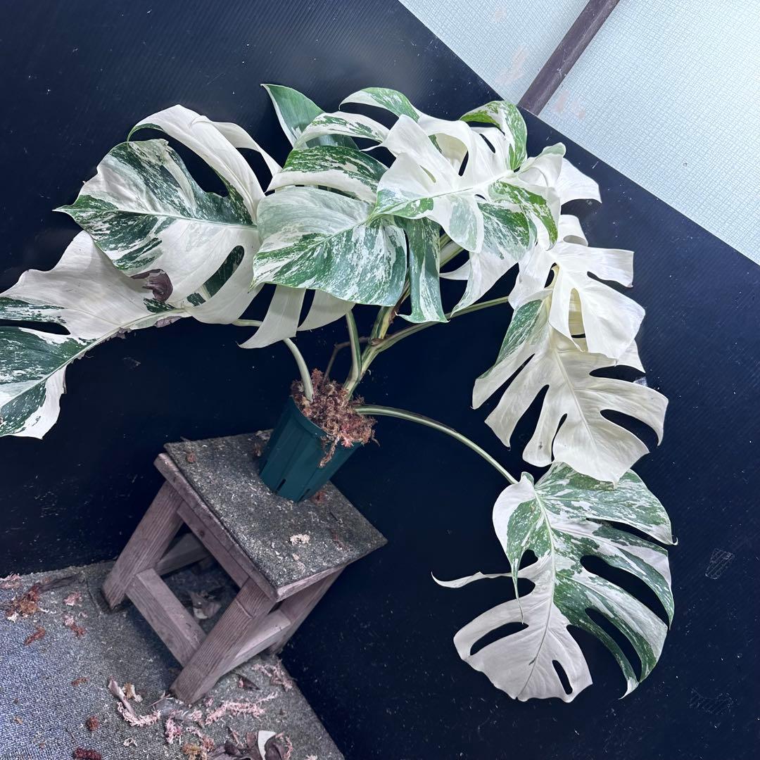 斑入りモンステラ ホワイトタイガー極美大株74cm白斑多 - メルカリ