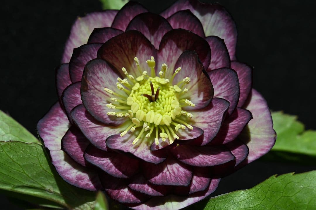 クリスマスローズ　ddバイカラーグレープ　加藤農園 クリスマスローズ ddバイカラーグレープ 加藤農園 - メルカリ