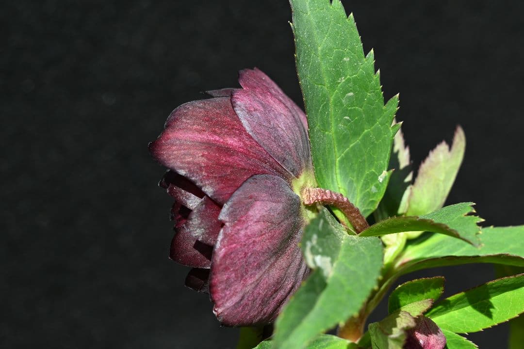 クリスマスローズ ddバイカラーグレープ 加藤農園 - メルカリ