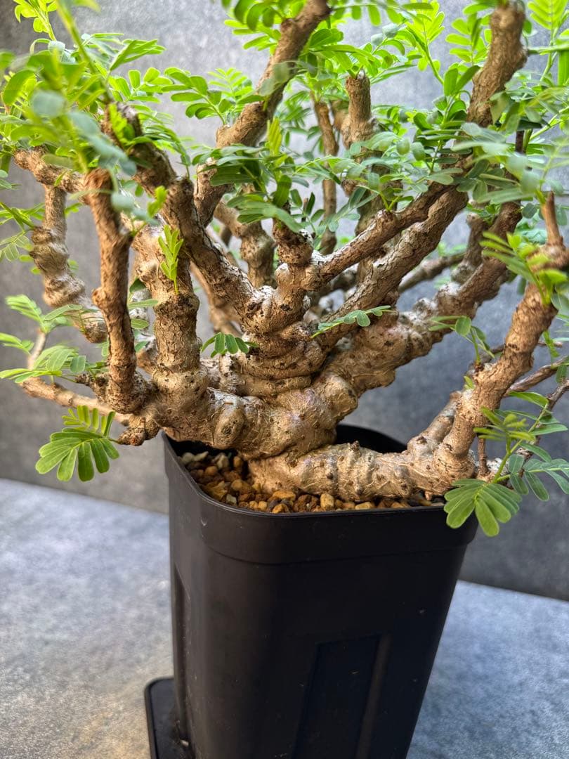 センナ メリディオナリス 海外実生 発根済み 398 - メルカリ