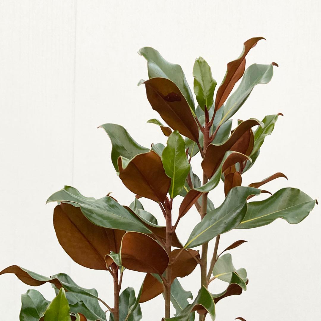 猫山さん専用 タイサンボク ケイパレス/ 949 - メルカリ