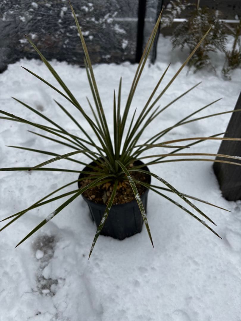 ユッカ　ケレタロエンシス　ワイドリーフ セール】ユッカ・ケレタロエンシス ワイドリーフ / ビザールプランツ