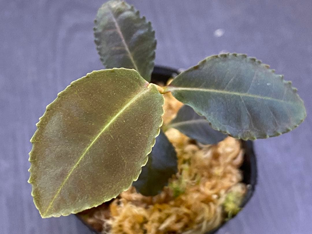 ヤマ様 リクエスト 4点 まとめ商品