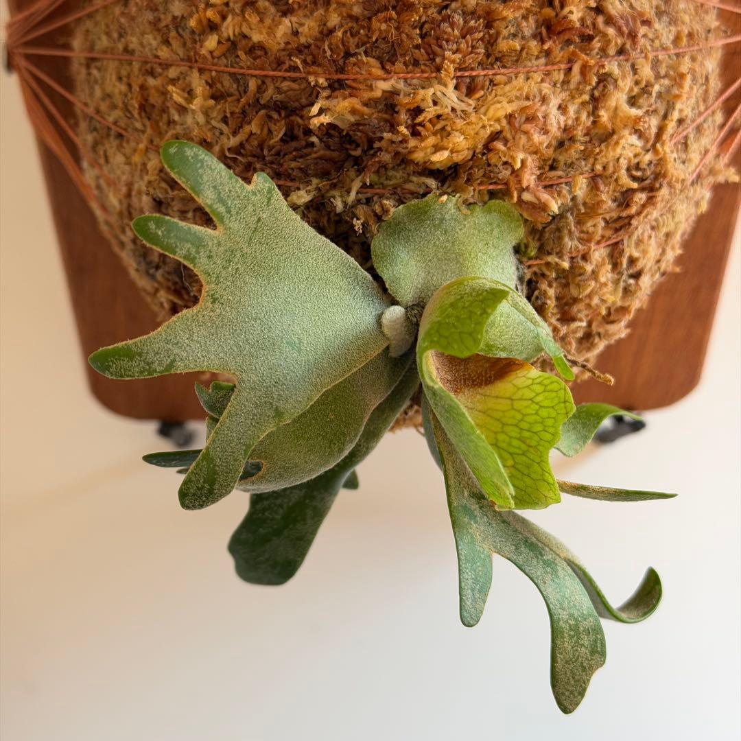 板付け済 ビカクシダ P. Willinckii Golden Boy - メルカリ