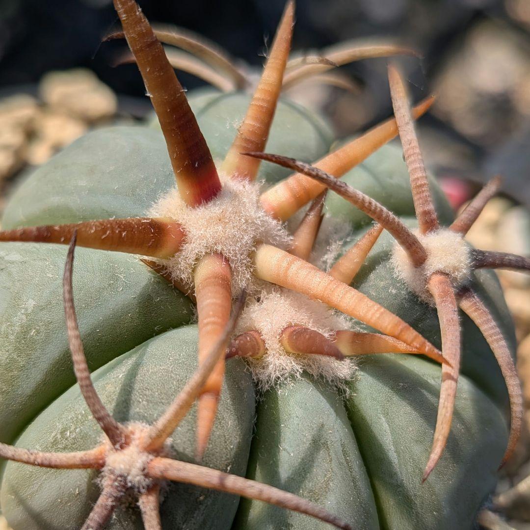 実生】雷帝エキノカクタス国内繁殖苗サボテン（サボテン太平丸花王丸翠