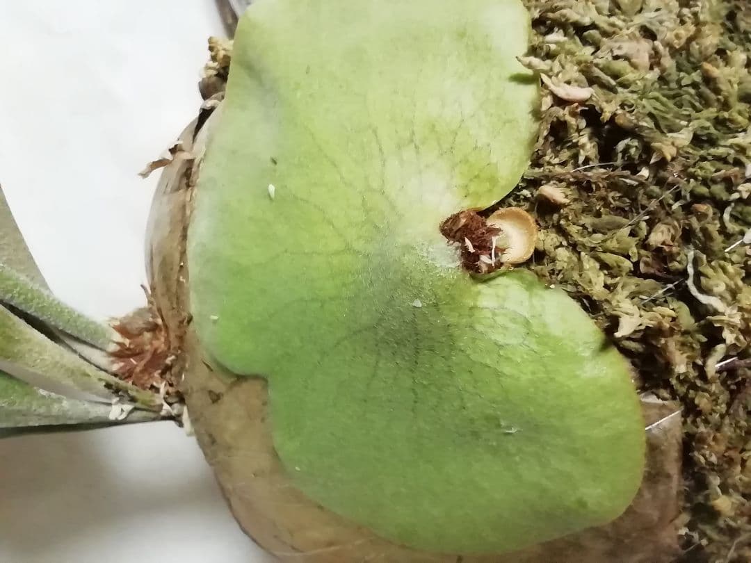 help help helpウイリンキー変異個体株　格好良い大株