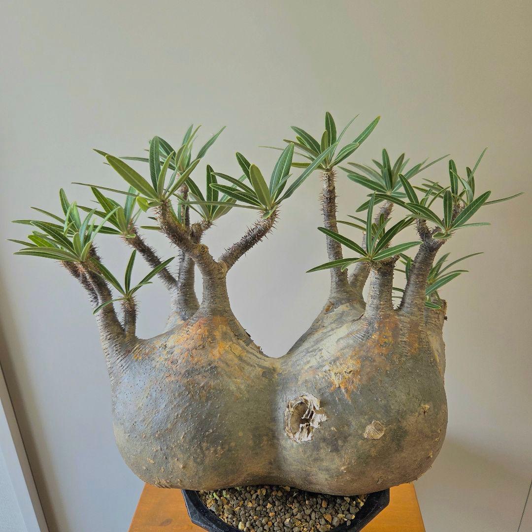 や*や様 【最終値下げ】パキポディウム　グラキリス　現地球　二頭　　大株 パキポディウム グラキリス 