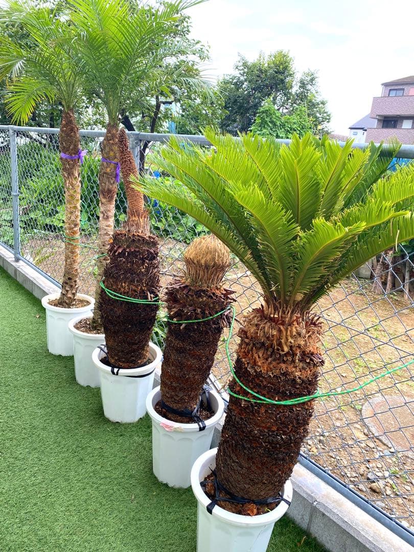 現物「蘇鉄（ソテツ）」8号 Cycas revoluta ①番 ソテツ 蘇鉄 現品