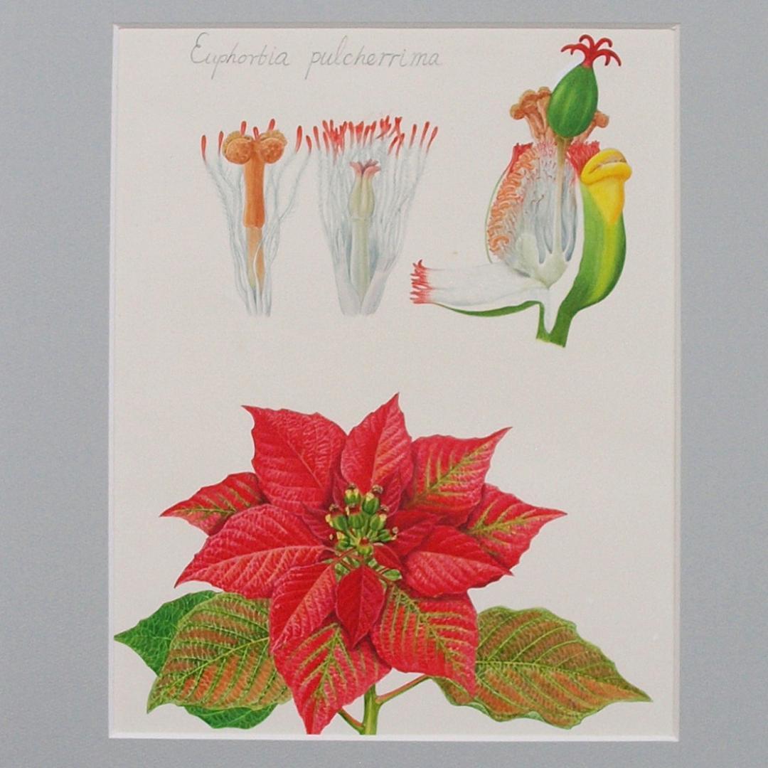 絵画】ボタニカルアート 「ポインセチア」原画 - メルカリ