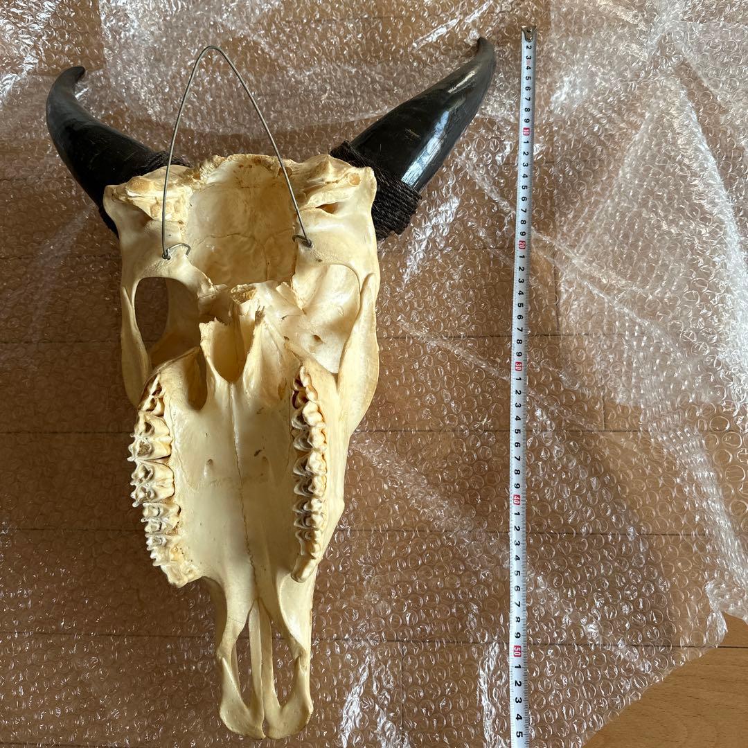 値下げしました！バッファロースカル 牛頭蓋骨 壁掛け彫像 カウボーイ