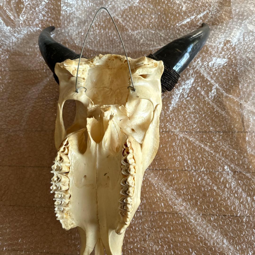 値下げしました！バッファロースカル 牛頭蓋骨 壁掛け彫像 カウボーイ