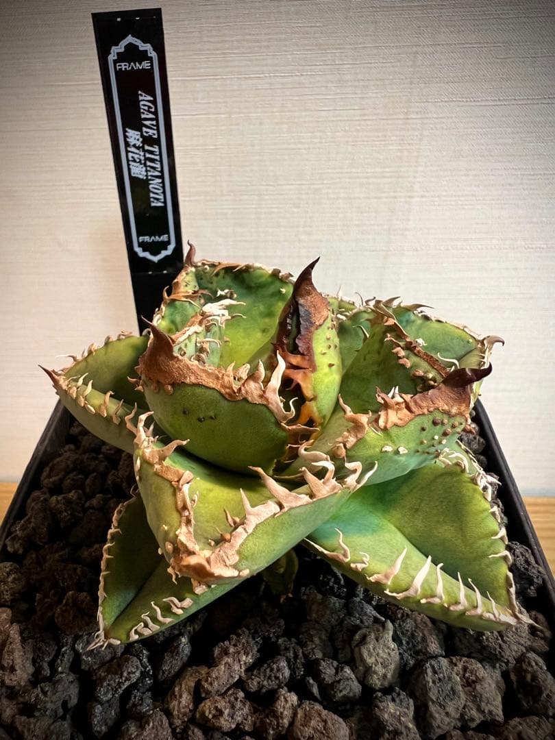 麻花龍子株発根済②アガベチタノタ Berlin産 麻花龍子株発根済②アガベチタノタ Berlin産 麻花龍子株発根済②