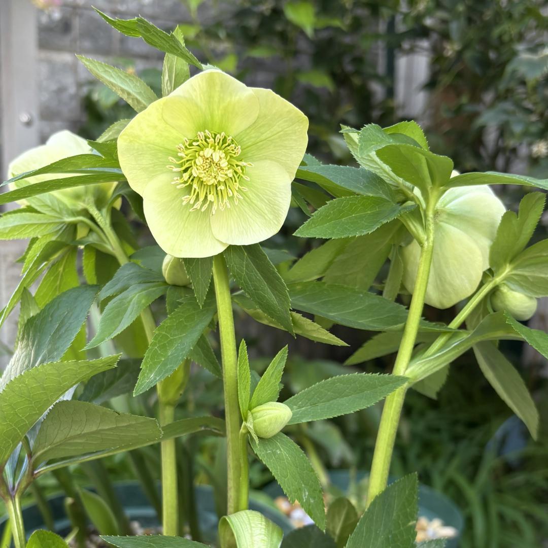 原種クリスマスローズ♡リグリクス♡充実株 - メルカリ