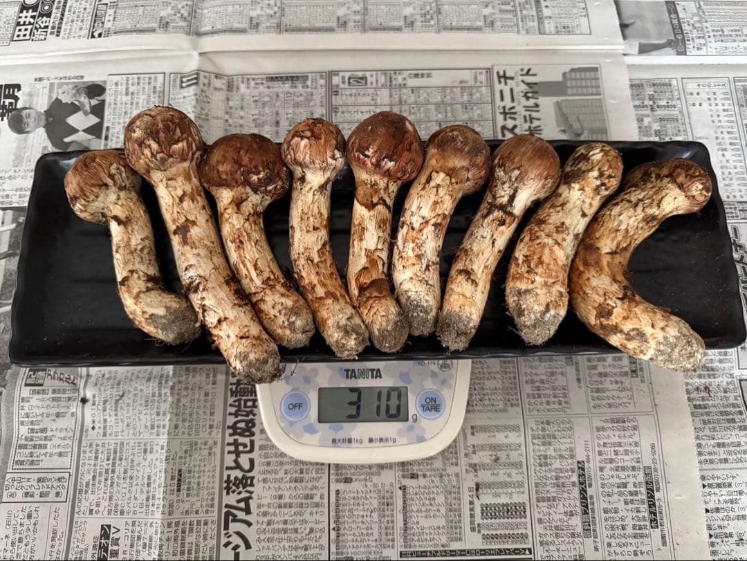 松茸　北海道　300g ④　国産 国産松茸（つぼみ）300g前後（4本から12本前後） 送料無料 クール便